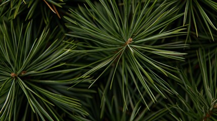 A close up of a tree with green leaves