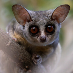 Wall Mural - a portrait of a lesser bushbaby