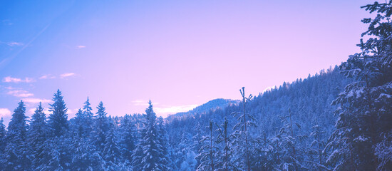 Wall Mural - Snow-covered spruce trees on the mountainside during sunrise in winter. Horizontal banner