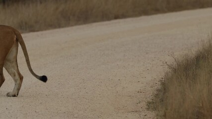 Canvas Print - Lioness with cubs crossing the road in Kruger National Park