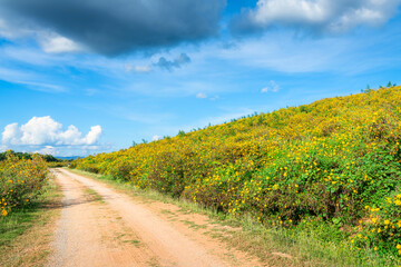 Wall Mural - Beautiful of Landscape Flowers Tree Marigold or flowers yellow in the nature garden horizon of blue sky background in EGAT Mae Moh Lampang at Thailand.