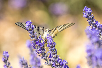 Wall Mural - Flambé (Iphiclides podalirius) foraging on a sprig of lavender in Provence