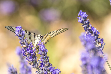 Wall Mural - Flambé (Iphiclides podalirius) foraging on a sprig of lavender in Provence