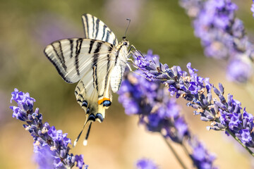 Wall Mural - Flambé (Iphiclides podalirius) foraging on a sprig of lavender in Provence