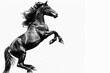 © Yeivaz - Black horse in rearing pose, standing up on hind legs isolated on white background