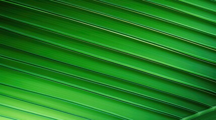 Poster - closeup palm leaf transparent background