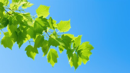 Wall Mural - contrast hop leaves