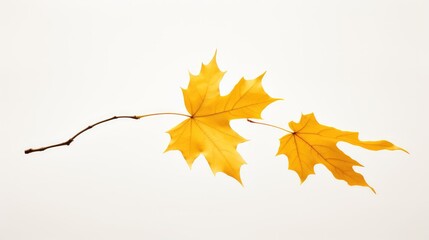 Poster - yellow falling leaves isolated