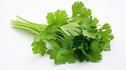 Poster - herb cilantro on white