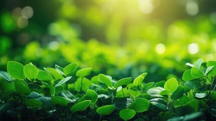 Canvas Print - dappled green plant background