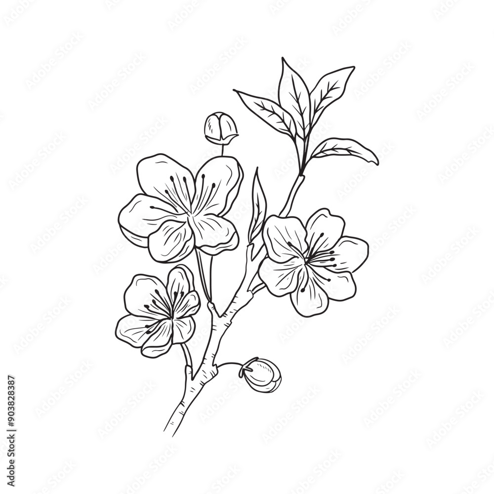 Beautiful realistic branch of cherry blossom with flowers and buds in ...