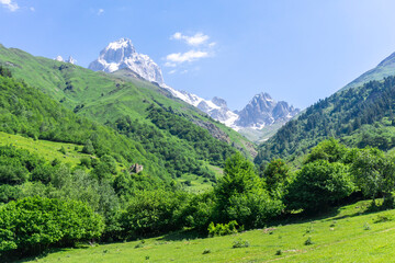 Wall Mural - Mountains covered with trees and bushes. Meadow with green grass. Light clouds over the snow capped peak of Mount Ushba