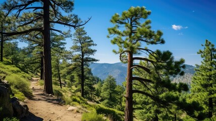 Canvas Print - nature tree pine