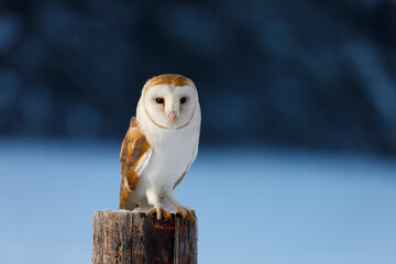 Wall Mural - Owl in frosty morning. Barn owl, Tyto alba, perched on snowy fence at countryside. Beautiful bird with heart-shaped face. Hunting predator looking for prey. Wildlife. Attractive winter scene with owl.