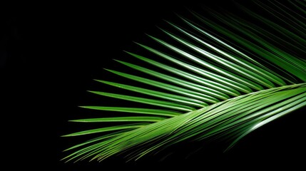 Wall Mural - silhouette palm leaf transparent background