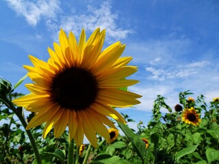 Lovely sunflower with the summer blue sky. 