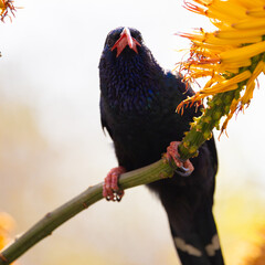 Canvas Print - a green wood hoopoe feeding on the nectar of an aloe flower