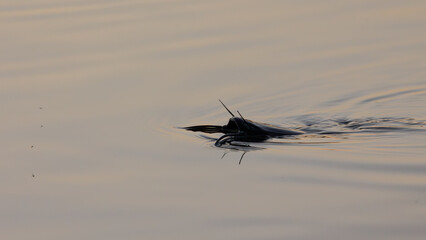 Canvas Print - a catfish feeding on mosquitos on top of the water