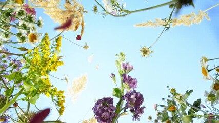 Wall Mural - Camera movement , down top slow motion footage of flowers and herbs on a meadow moving in the wind with blue sky