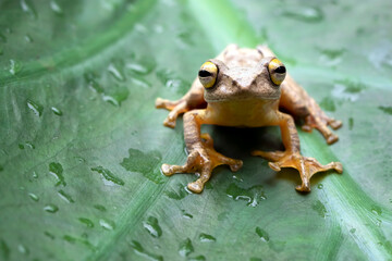 Wall Mural - rhacophorus margaritifer or java flying frog on leaves, javan flying frog on a leaf, indonesian tree
