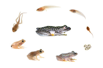 Wall Mural - reed frog froglet in the process of metamorphosis, reed frog froglet in the process of metamorphosis