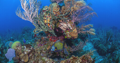 Wall Mural - Caribbean coral garden, Roatan Honduras