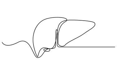 Continuous one line drawing of human lungs. One line of anatomical human lungs. Medical internal concept continuous line art, Liver human organ drawn by one line. Anatomical sketch.