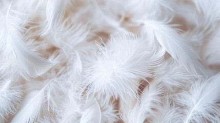Poster - Delicate soft white feathers are scattered closely together, showcasing texture and light