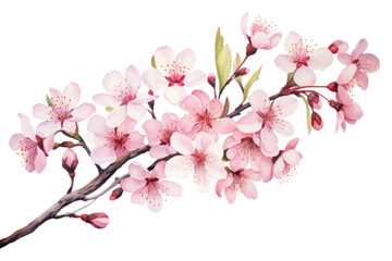 Sticker - PNG Cherry Blossom flower.