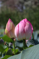 Wall Mural - beautiful pink lotus flower close up view