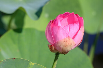 Wall Mural - beautiful pink lotus flower close up view