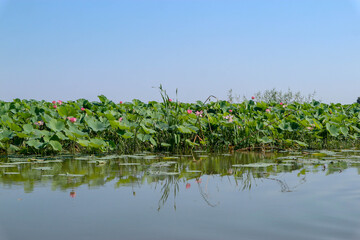 Wall Mural - beautiful pink lotus field with big green leaves on Volga river under clear blue sky