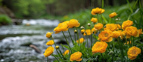 Poster - Ranunculus flowers in yellow bloom by a forest river with copy space image