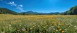 © pimnada - A peaceful meadow with wildflowers and a distant mountain