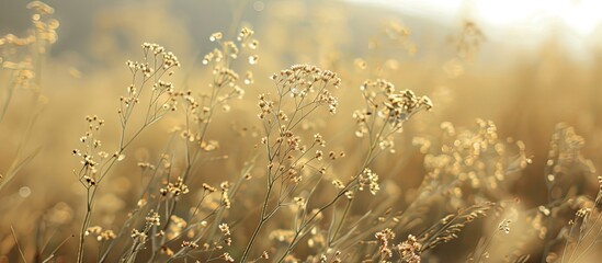 Poster - Selective focus captured on wild grass flowers in a field with a Pennabilli background creating a picturesque copy space image