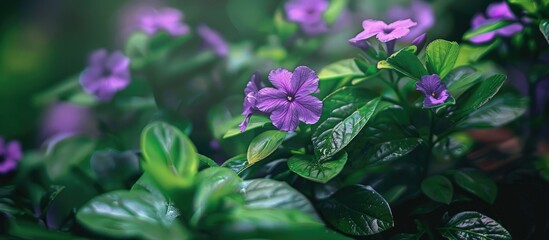 Poster - Small purple flowers with leaves in the background providing a vibrant and natural ambiance for the copy space image