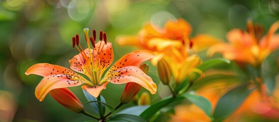 Poster - Detailed shot of a blackberry lily blooming in a garden with copy space image