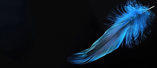 Aufkleber - Feather falling gracefully in blue against a black background with copy space image