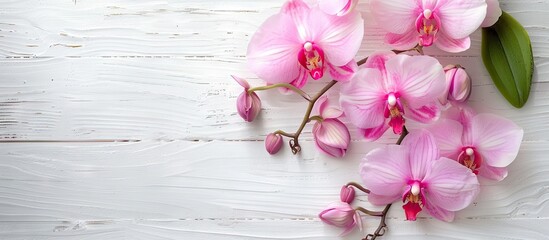 Poster - Pink orchid flowers on white wood with copy space image perfect for invitations and greeting cards