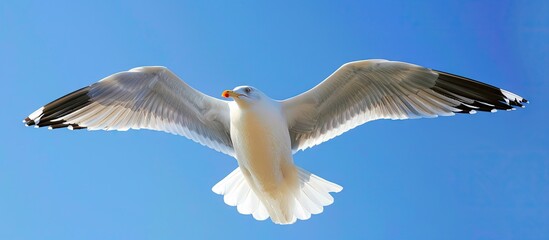Poster - High quality photo of a soaring seagull against a clear blue sky set against a copy space image