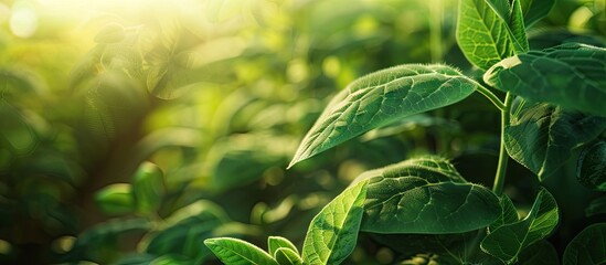 Leinwandbilder - A soybean plant close up in a farm field showcasing concepts like ecology monoculture conservation deforestation and agriculture with a copy space image