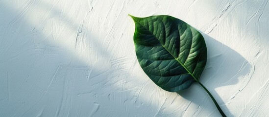 Poster - A gorgeous leaf in vibrant green set against a white backdrop with room for copy space image