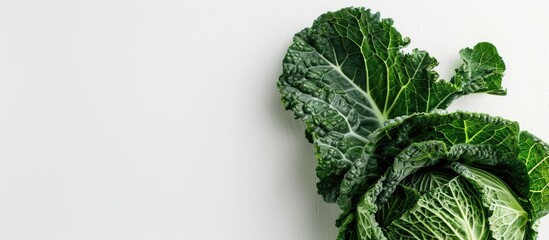 Poster - Savoy cabbage kale a green leafy vegetable on a white background with copy space image