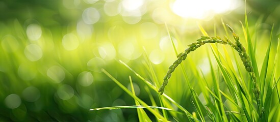 Poster - Detailed close up of young green rice plants in a field with copy space image