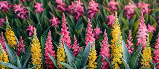 Poster - Calandiva plants displayed in rows with pink green and yellow blooms on a plain background for a visually appealing copy space image