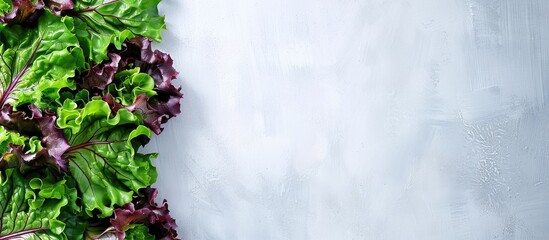 Poster - Red oak lettuce on a blank white surface with copy space image