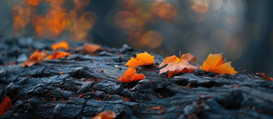 Poster - Autumn leaves resting on a tree root creating a serene copy space image