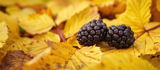 Poster - Macro image of blackberry contrasting with vibrant yellow autumn leaves featuring selective focus and copy space image