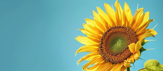 Poster - Bright yellow sunflower in beautiful bloom against a clear blue sky with copy space image