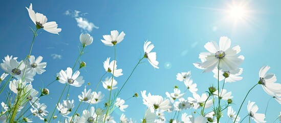 Aufkleber - White cosmos flowers against a clear blue sky in a stunning copy space image